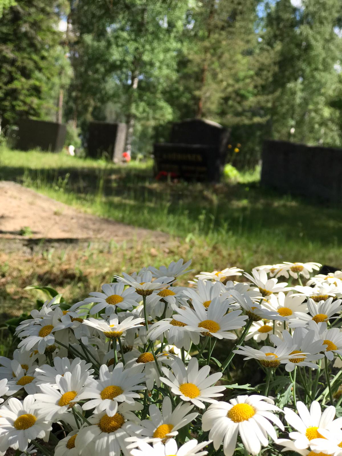 Rautalammin hautausmaa Päivänkakkaroita hautausmaalla